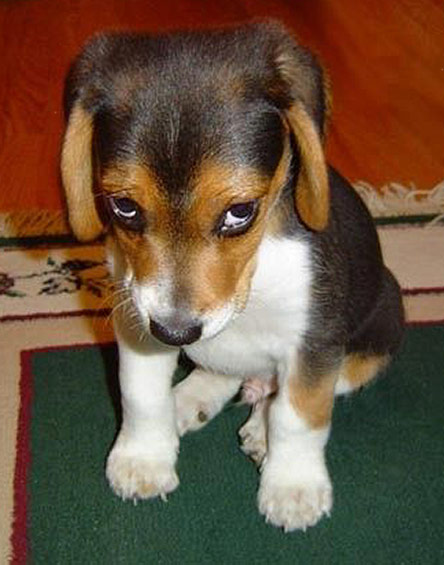 Date this fun Brazil girl B1942 from  B1942