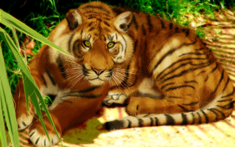 Date this gorgeous United States man Vinland999 from Elgin US5720