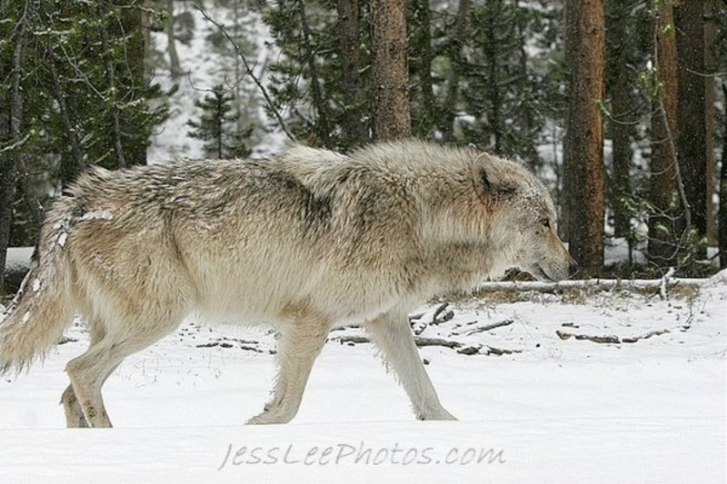 Date this passionate United States man Lycos2011 from Cincinnati US7254