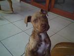 luscious Colombia man  from Cali CO7099